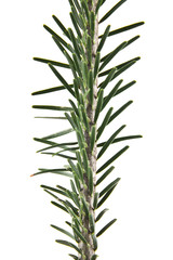 branch of Christmas tree isolated on white background