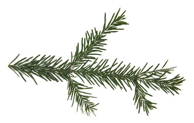 Fototapeta premium branch of Christmas tree isolated on white background