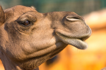 Camel (dromedary or one-humped Camel), Emirates Park Zoo, Abu Dhabi, UAE