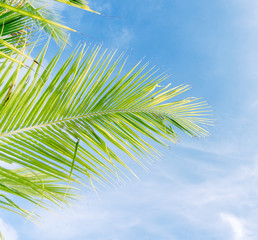 Palm trees against blue sky.Palm trees at tropical coast.vintage tone.