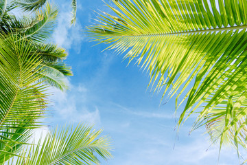 Fototapeta premium Palm trees against blue sky.Palm trees at tropical coast.vintage tone.