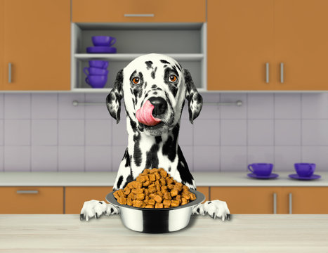 Hungry Dalmatian Dog With Food Bowl Sitting In Kitchen And Ready To Eat