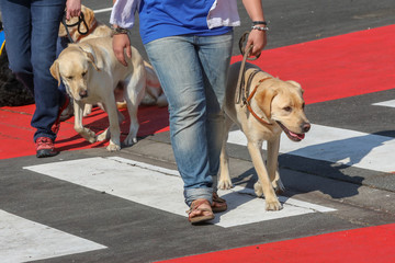 Dog Guide to Dressage