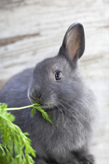 Cute grey bunny eating carrots leaves