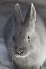 Close-up portrait of cute grey bunny