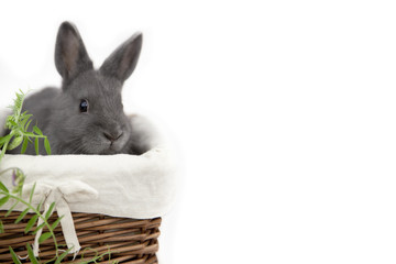 Cute grey bunny in basket with copy space for your text.