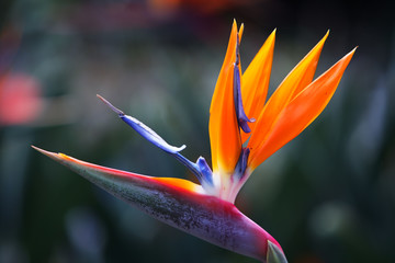 Fototapeta na wymiar beautiful bird of paradise flower background.