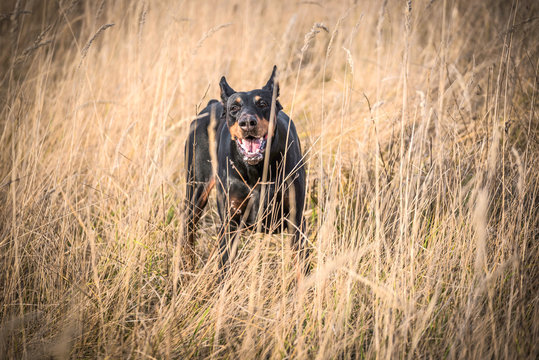 Portrait of barking Doberman pinscher dog,selective focus