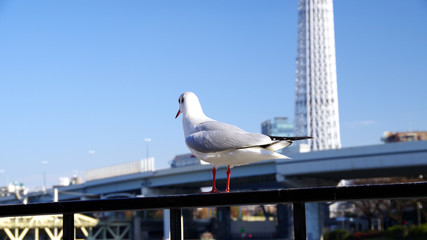 後ろから見たカモメ
