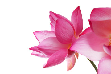Fototapeta na wymiar blooming lotus flower isolated on white background.