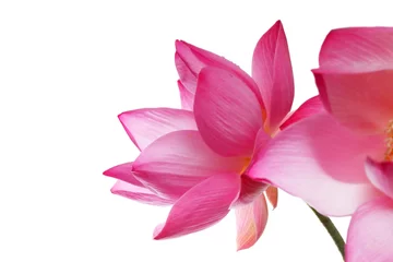 Photo sur Plexiglas fleur de lotus blooming lotus flower isolated on white background.