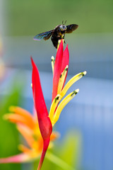 Carpenter Bee on colourful flower