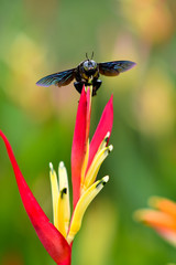 Carpenter Bee on colourful flower