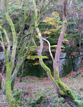 dense autumn woodland with twisted moss covered trees fallen leaves rocky outcrop and stones
