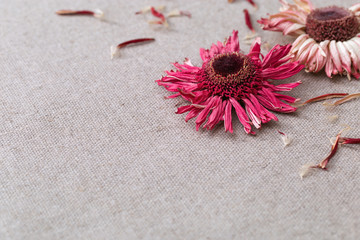 Red dried flower petals and flowers are laid out on a light cotton cloth.