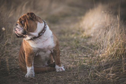 English bulldog sitting on the field,selective focus and blank space