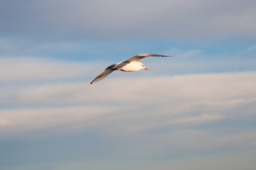 Fototapeta na wymiar Seagull flies in sky