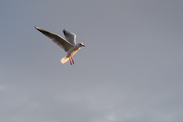 Flying seagull in the sky