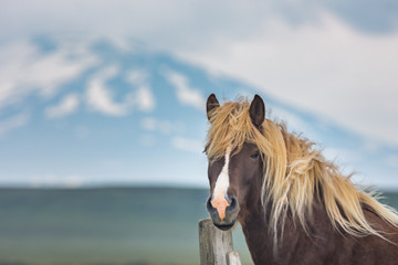 Icelandic horse with the Hekla volcano in the background, Iceland