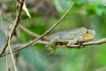 Relaxing lizard on tree
