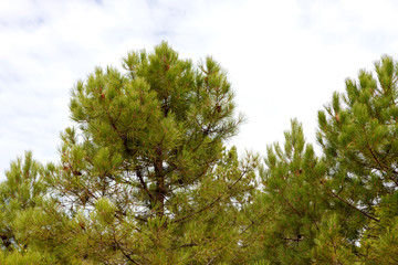 Pine trees top and a cloudy sky