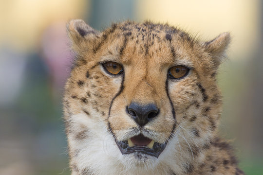 Cheetah closeup © Luis