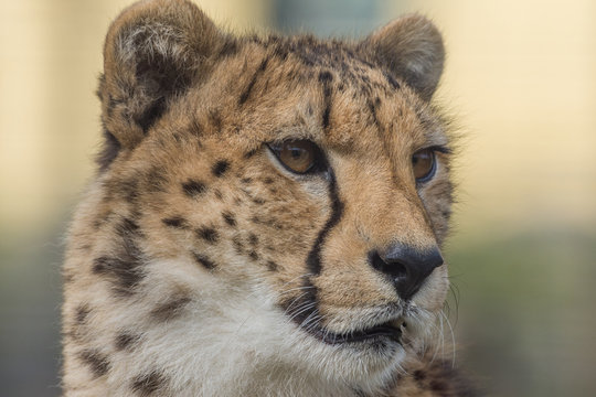 Cheetah closeup © Luis