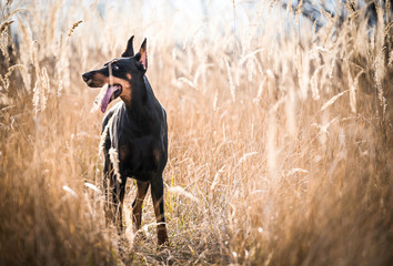 Female Doberman pinscher posing on the field,selective focus