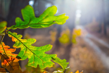 closeup dry oak tree branch in a forest