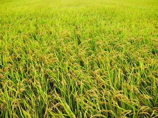 夏の実りの田圃