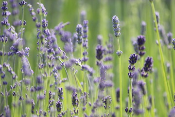 Lavendel - common lavender - Lavandula angustifolia - Lavandula officinalis - Blüten