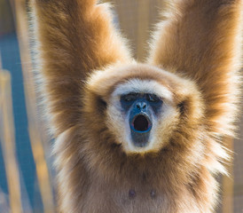 Noisy Lar Gibbon hanging from a forest tree branch