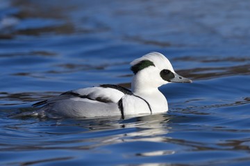 Smew (Mergellus albellus) / ミコアイサ