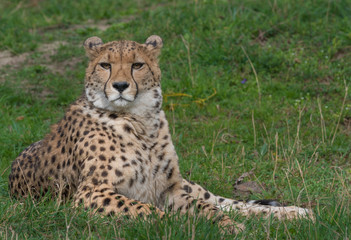 Cheetah resting on grass