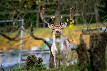 Hirsch Dam Wild in Natur mit Geweih Gehoern