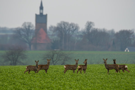 klein Sprung Rehe vor Kirche auf gruen Natur Feld Acker