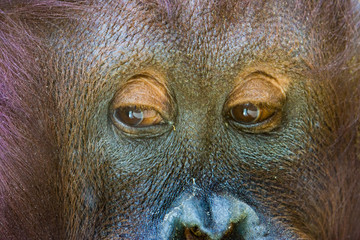 Orangutan close-up © Luis