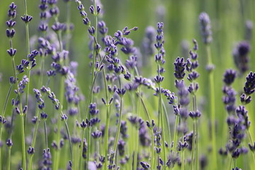 Lavendel - common lavender - Lavandula angustifolia - Lavandula officinalis - Blüten