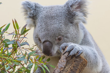 Koala eating - Closeup