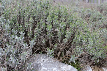 Lavendel - common lavender - Lavandula angustifolia - Lavandula officinalis - Blattwerk