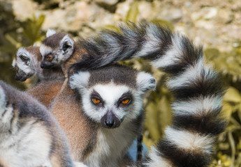 Fototapeta premium Ring-tailed lemur family