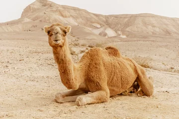 Gordijnen Picturesque desert dromedary camel lying on sand and looking into camera. © GotovyyStock