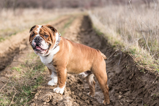 English bulldog posing on the field