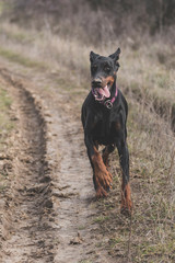 Female Doberman pinscher running outdoor,selective focus