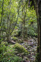 Minnamura Rain Forest, NSW, Australia