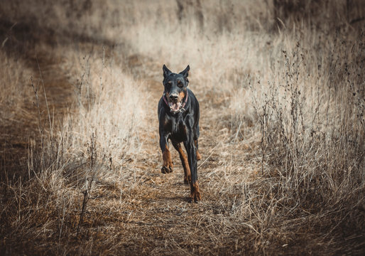 Female Doberman pinscher running on the dry field,selective focus
