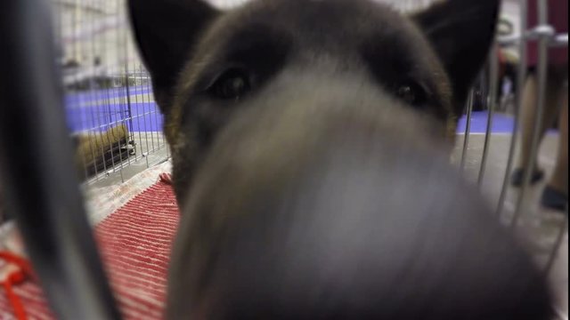 Funny nose of thoroughbred puppy with curiosity sniffing camera, adorable pet