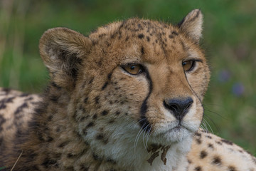 Cheetah closeup