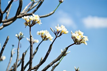 Leelawadee flowers are white full with no leaves.