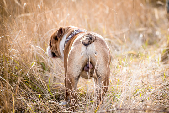 Portrait of English bulldog from the behind